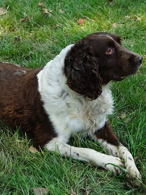 快来看看！4只军犬光荣退役，你要领养吗？