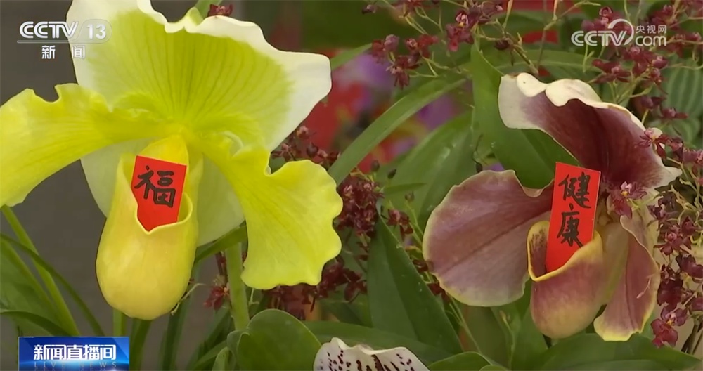 多地年宵花市逐渐升温“新”意涌现 “线上+线下”供销旺让生活锦上添“花”