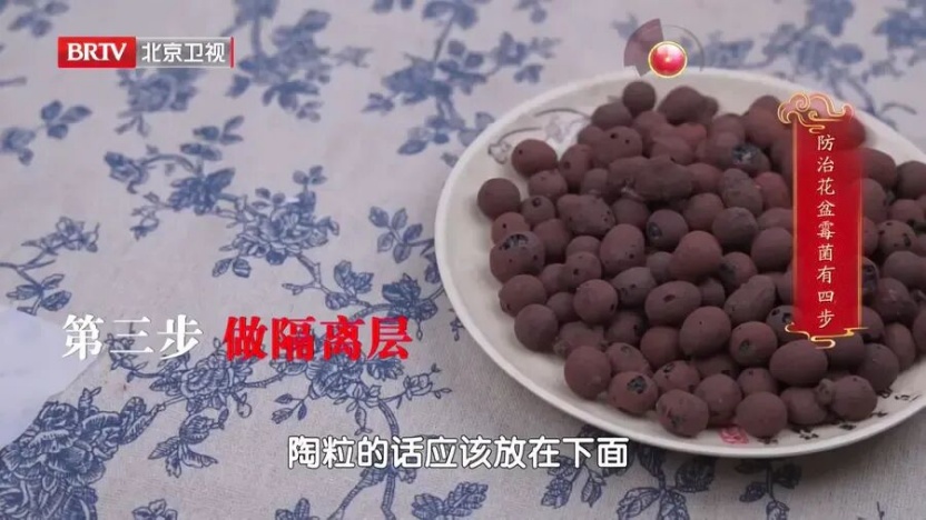 冬春养花=养霉菌？90%的人清理不干净