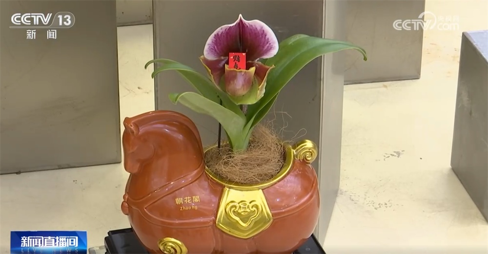 多地年宵花市逐渐升温“新”意涌现 “线上+线下”供销旺让生活锦上添“花”