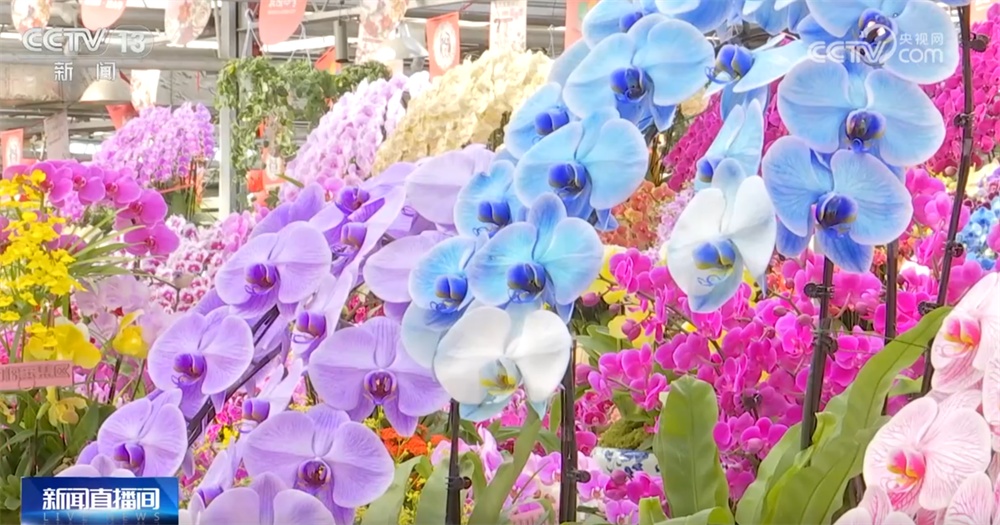 多地年宵花市逐渐升温“新”意涌现 “线上+线下”供销旺让生活锦上添“花”