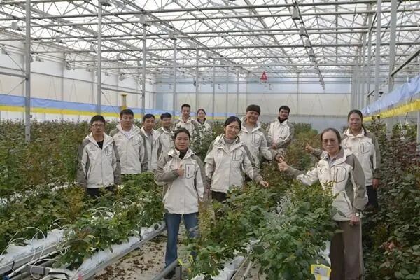 为月季装上中国“芯”的“种花人”