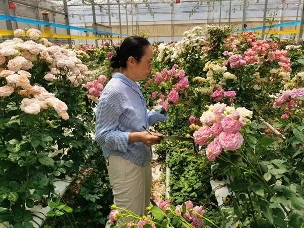 为月季装上中国“芯”的“种花人”