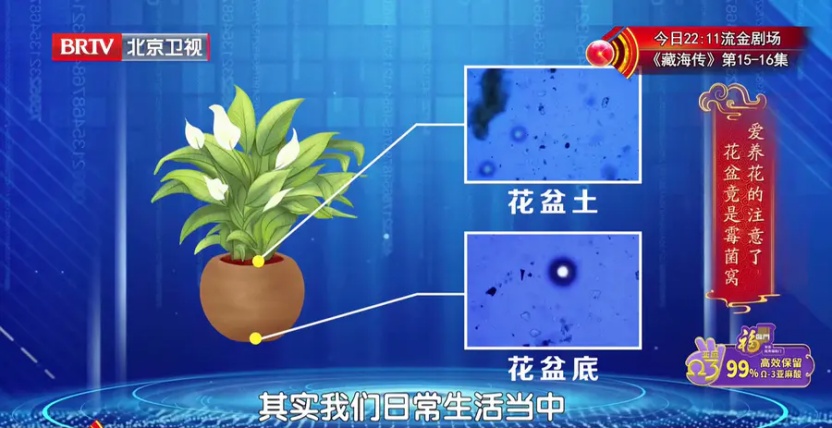 冬春养花=养霉菌？90%的人清理不干净