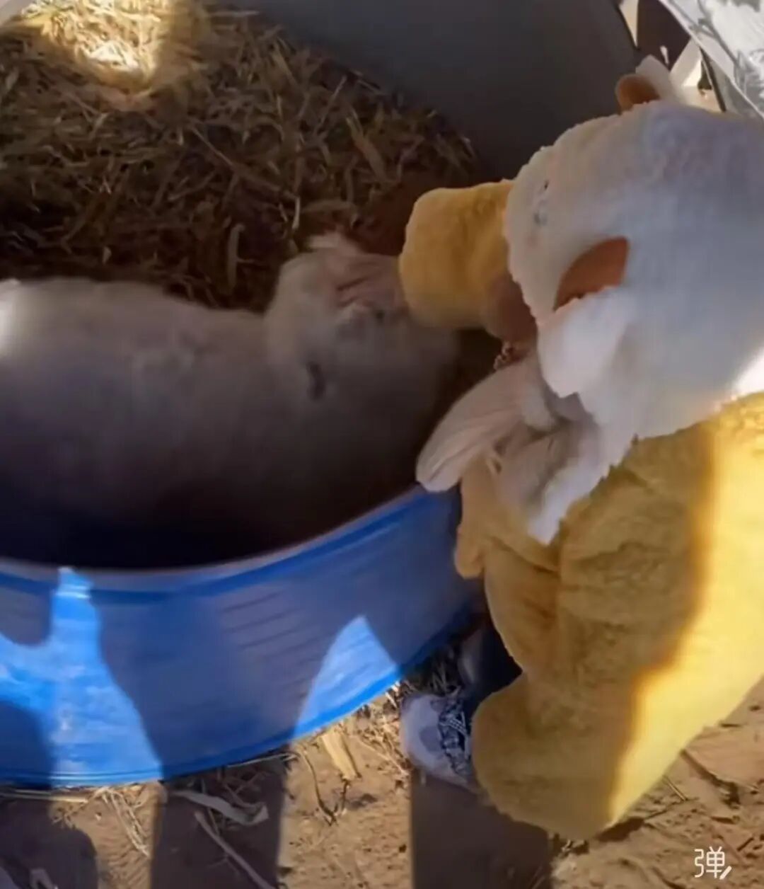 “装死”小羊身价飙升，专家：不是“演技”是“缺陷”