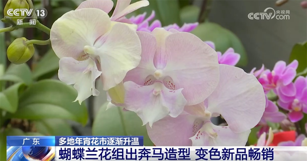 多地年宵花市逐渐升温“新”意涌现 “线上+线下”供销旺让生活锦上添“花”