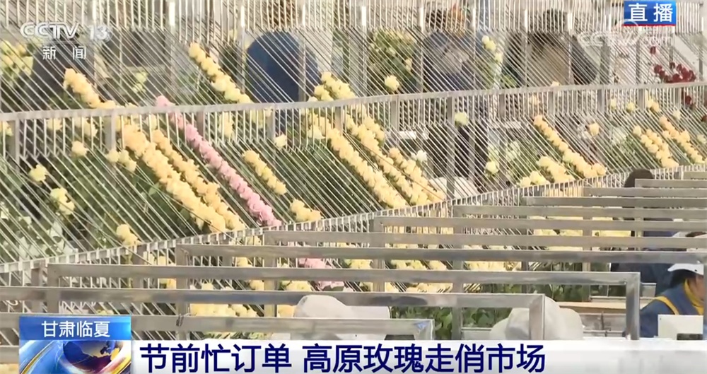 高原玫瑰走俏市场 以“智”赋能、向“新”而行绘就鲜切花产业发展新图景
