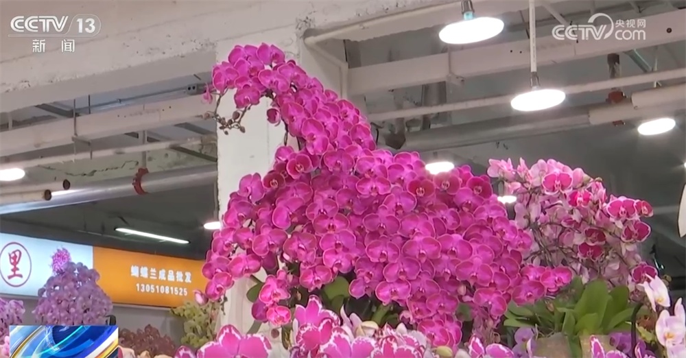 多地年宵花市逐渐升温“新”意涌现 “线上+线下”供销旺让生活锦上添“花”