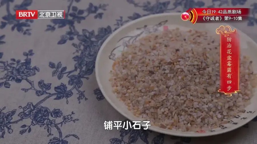 冬春养花=养霉菌？90%的人清理不干净