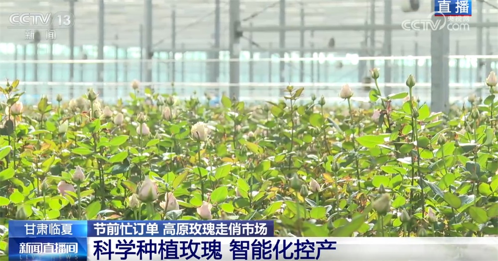 高原玫瑰走俏市场 以“智”赋能、向“新”而行绘就鲜切花产业发展新图景