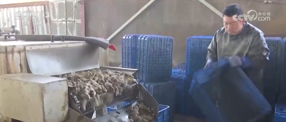 “鲜味经济”“鲜花经济”撬动节前火热消费 多地开启“年货交易模式”