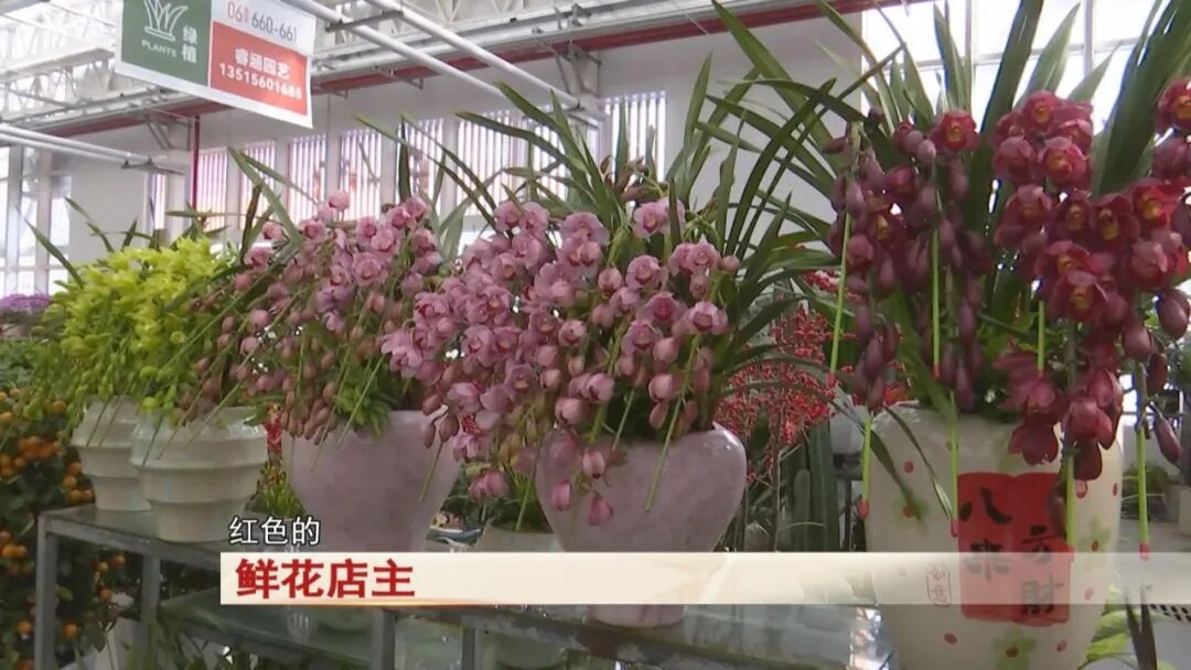 过年买花不踩坑！合肥鲜花陆续上市，店主透露：热门品种是它→