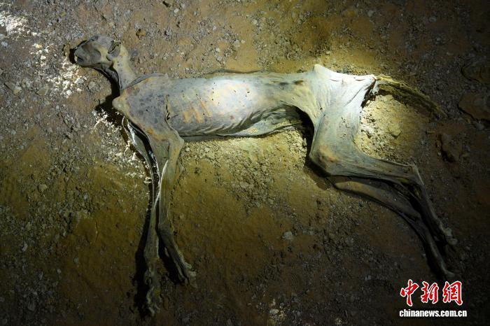 沙特北部洞穴发现木乃伊猎豹 最新研究或助猎豹重新引入阿拉伯半岛