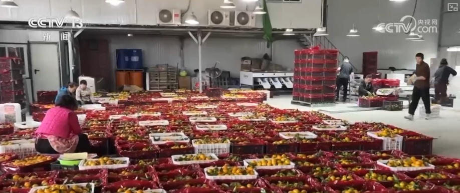 “鲜味经济”“鲜花经济”撬动节前火热消费 多地开启“年货交易模式”