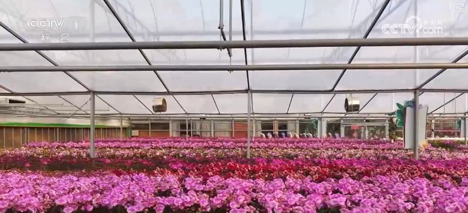 “马”上迎新创意不断 “马踏福来”“马上都来”成“宠儿”点亮节前消费热潮