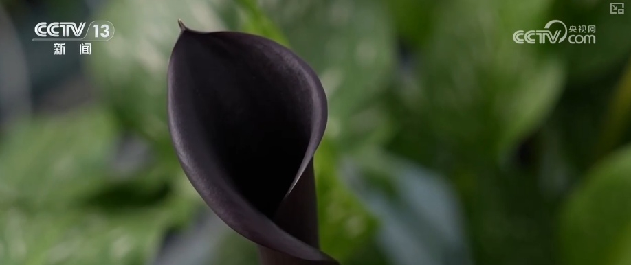 “鲜味经济”“鲜花经济”撬动节前火热消费 多地开启“年货交易模式”