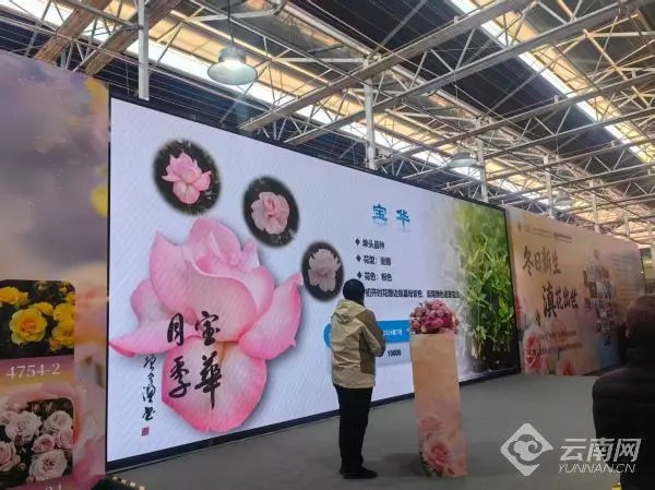 以二舅命名的“宝华”月季价格公布！预计今年8月上市