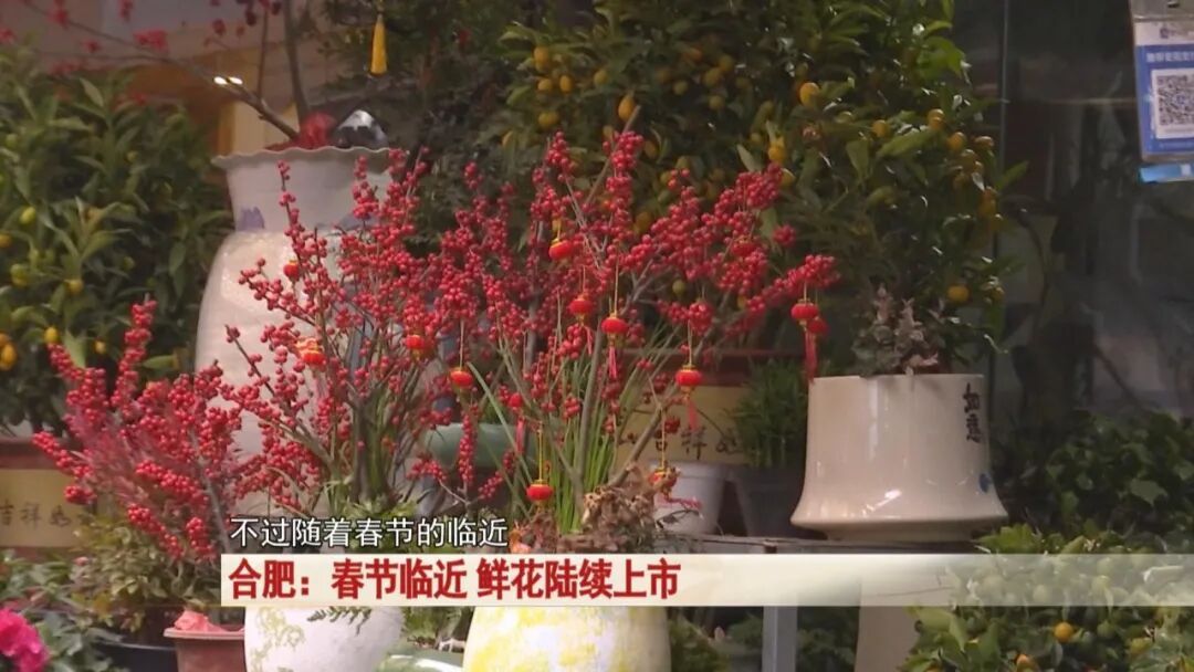 过年买花不踩坑！合肥鲜花陆续上市，店主透露：热门品种是它→