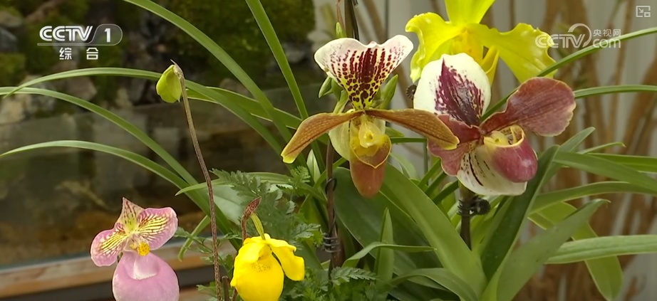 “马”上迎新创意不断 “马踏福来”“马上都来”成“宠儿”点亮节前消费热潮