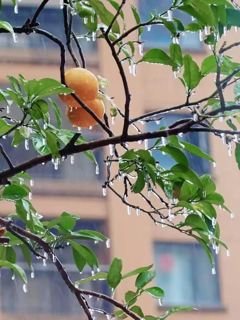 今年首场寒潮携冰冻来袭！生态环境部门：对于电力通信、农业等方面影响较大