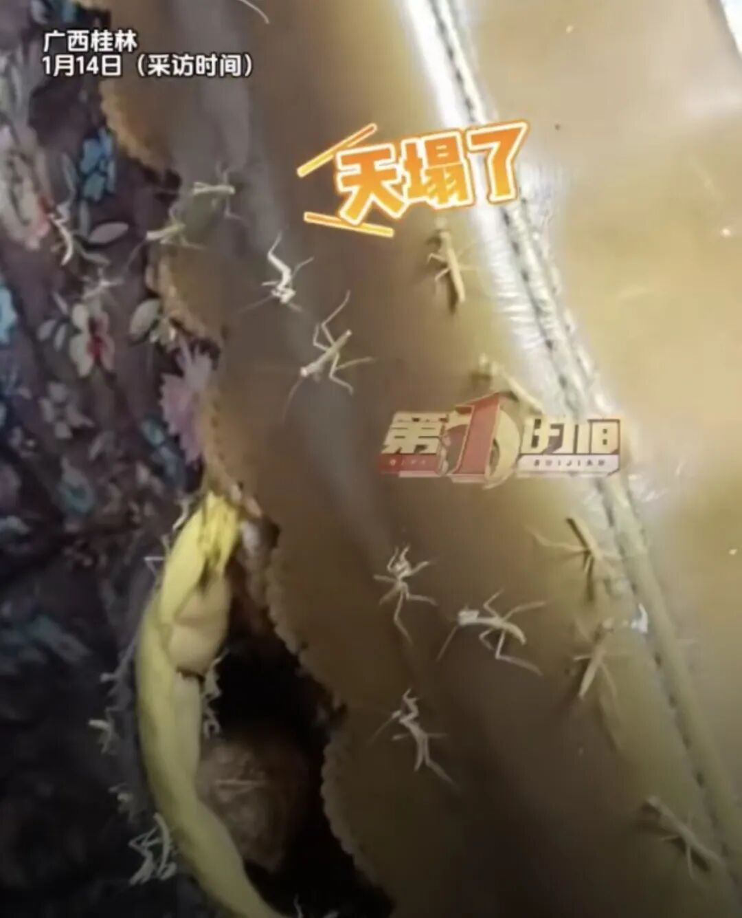 老人用螳螂壳给孩子治尿床！半个月后全家吓坏：密密麻麻…