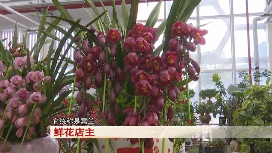 过年买花不踩坑！合肥鲜花陆续上市，店主透露：热门品种是它→