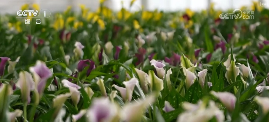 “马”上迎新创意不断 “马踏福来”“马上都来”成“宠儿”点亮节前消费热潮