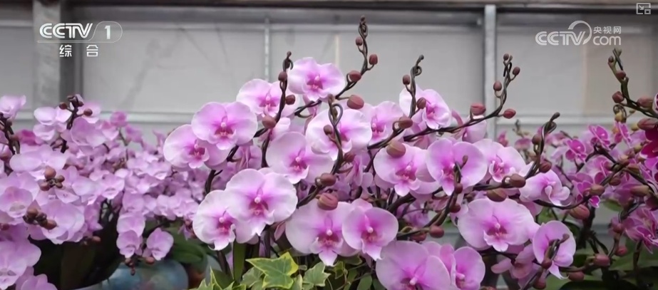 “马”上迎新创意不断 “马踏福来”“马上都来”成“宠儿”点亮节前消费热潮