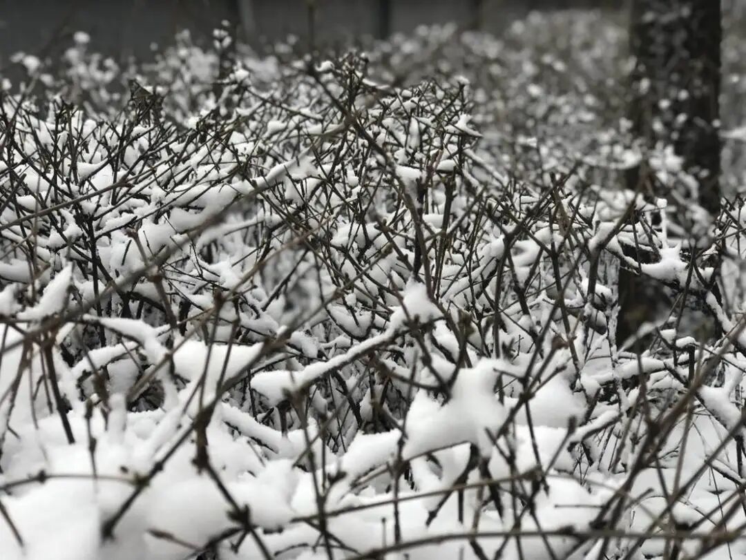 零下37℃、多地降雪、大风……辽宁人，一定要多穿！