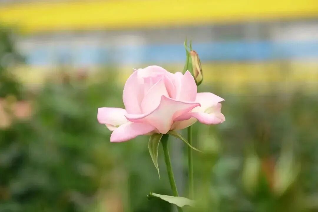 云南“宝华”月季将启动预售！价格公布→