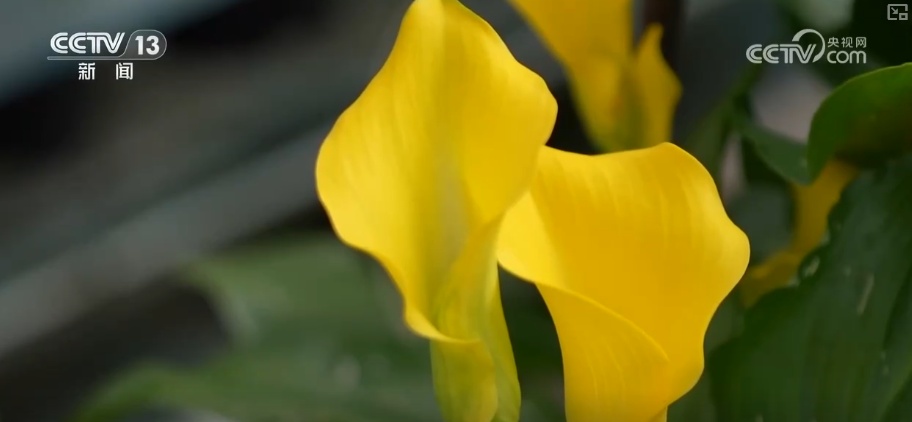 “鲜味经济”“鲜花经济”撬动节前火热消费 多地开启“年货交易模式”