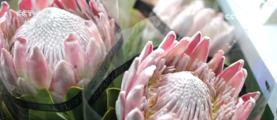 “马”上迎新创意不断 “马踏福来”“马上都来”成“宠儿”点亮节前消费热潮