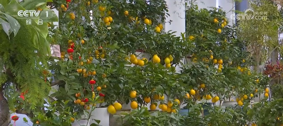 “马”上迎新创意不断 “马踏福来”“马上都来”成“宠儿”点亮节前消费热潮