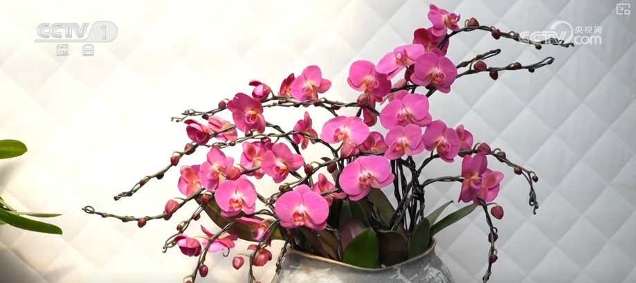 “马”上迎新创意不断 “马踏福来”“马上都来”成“宠儿”点亮节前消费热潮