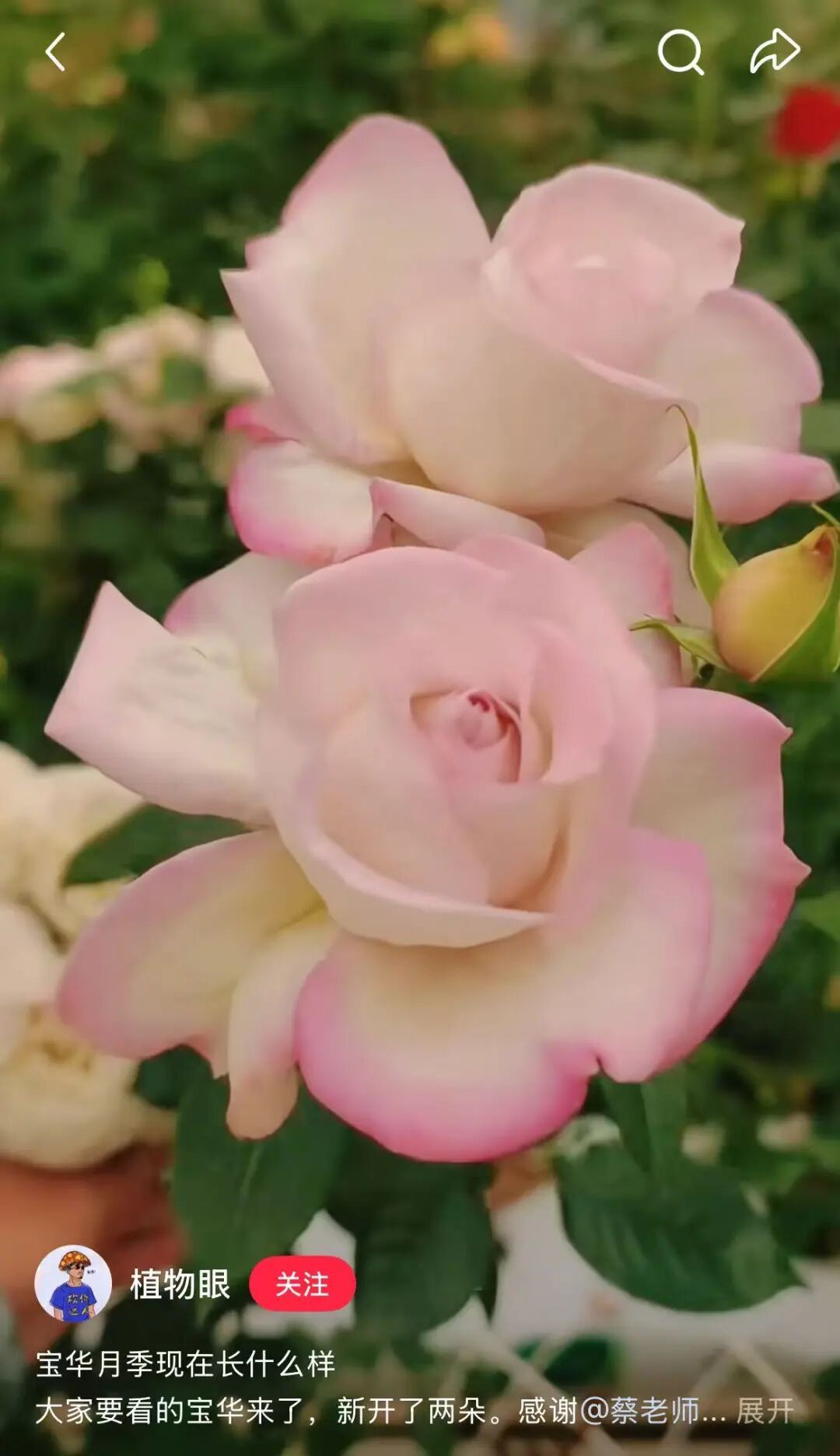 云南“宝华”月季将启动预售！价格公布→