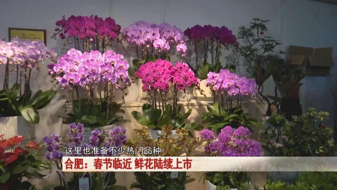 过年买花不踩坑！合肥鲜花陆续上市，店主透露：热门品种是它→