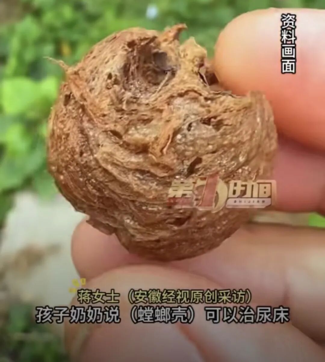 老人用螳螂壳给孩子治尿床！半个月后全家吓坏：密密麻麻…