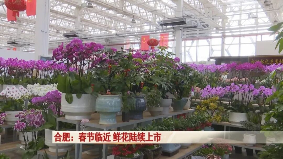 过年买花不踩坑！合肥鲜花陆续上市，店主透露：热门品种是它→