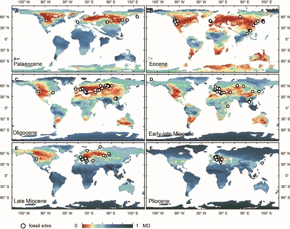 距今约3000万年！云南建水发现北美红杉化石