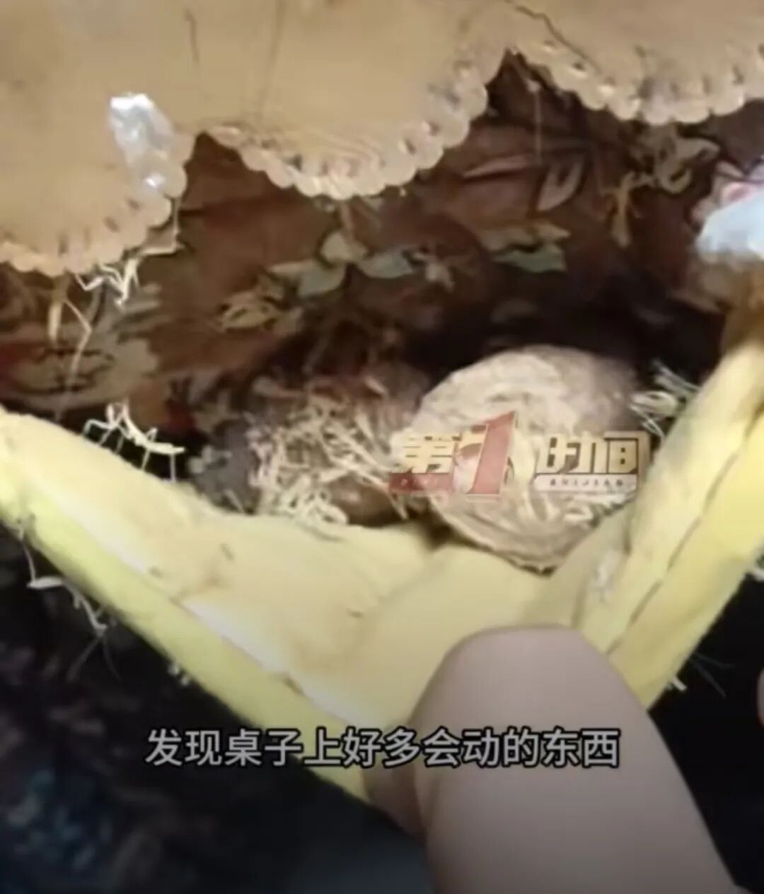 老人用螳螂壳给孩子治尿床！半个月后全家吓坏：密密麻麻…