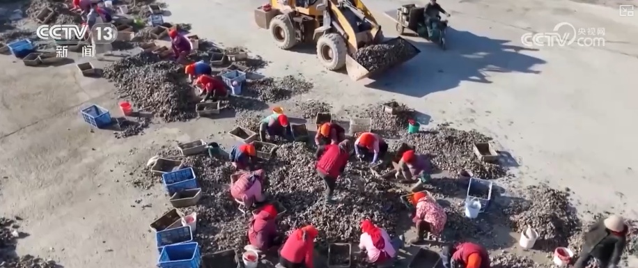 “鲜味经济”“鲜花经济”撬动节前火热消费 多地开启“年货交易模式”