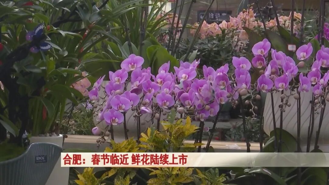 过年买花不踩坑！合肥鲜花陆续上市，店主透露：热门品种是它→