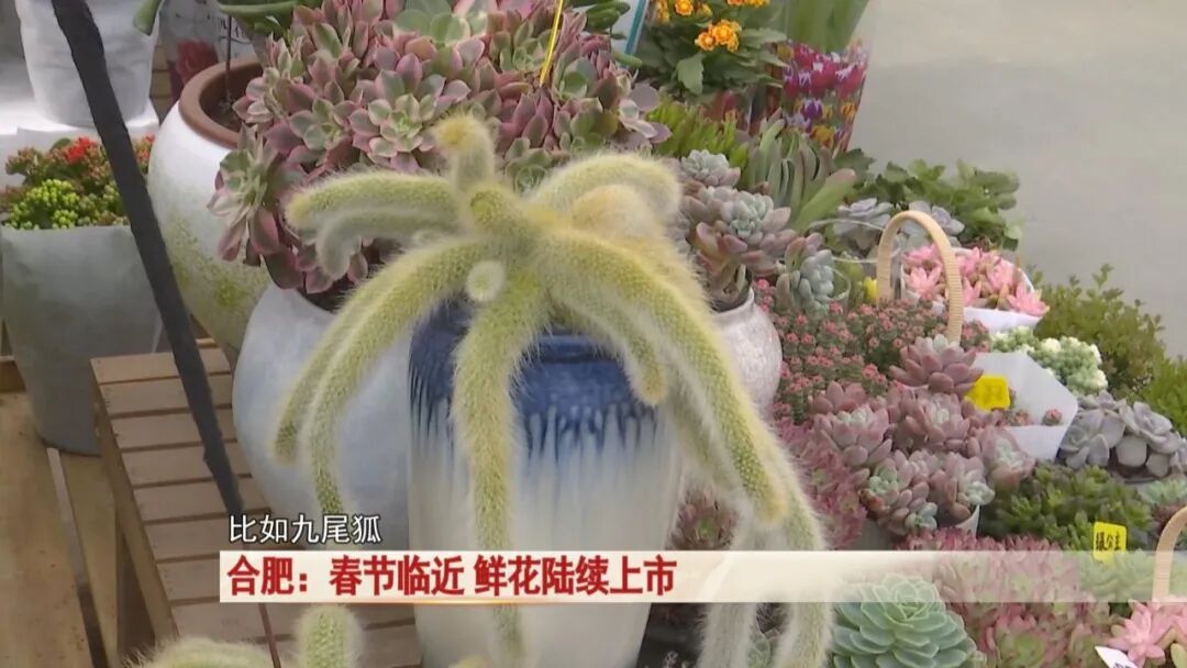 过年买花不踩坑！合肥鲜花陆续上市，店主透露：热门品种是它→