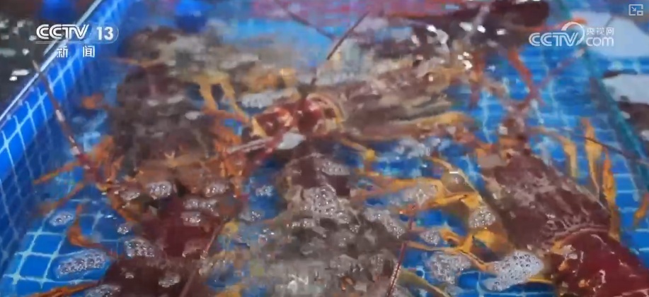 “鲜味经济”“鲜花经济”撬动节前火热消费 多地开启“年货交易模式”