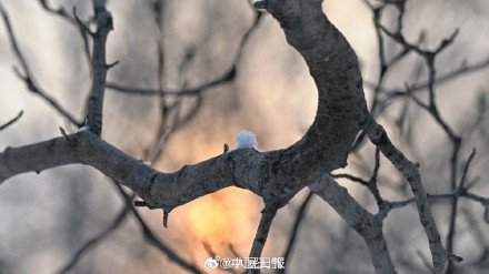 这次北京的雪有一点厚