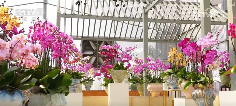 “马”上迎新创意不断 “马踏福来”“马上都来”成“宠儿”点亮节前消费热潮