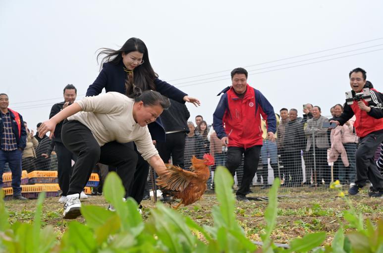 湖南双峰：千人田间共享“杀猪宴”