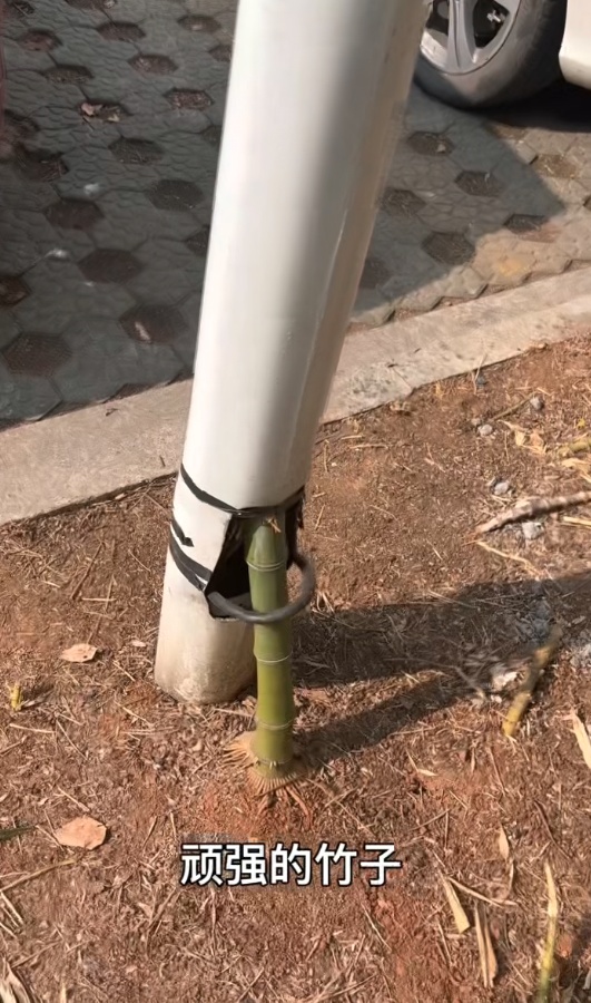 浙江一竹子穿过路灯杆探出头，被誉“竹坚强”，成网红打卡点