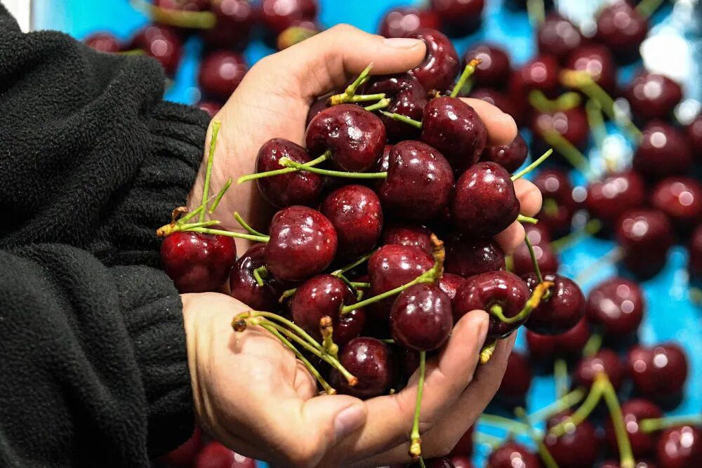 约7600吨车厘子、蓝莓等，来了！