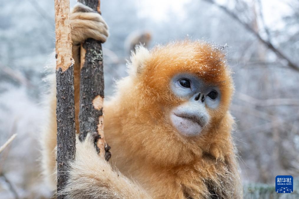 湖北神农架：雪中猴趣